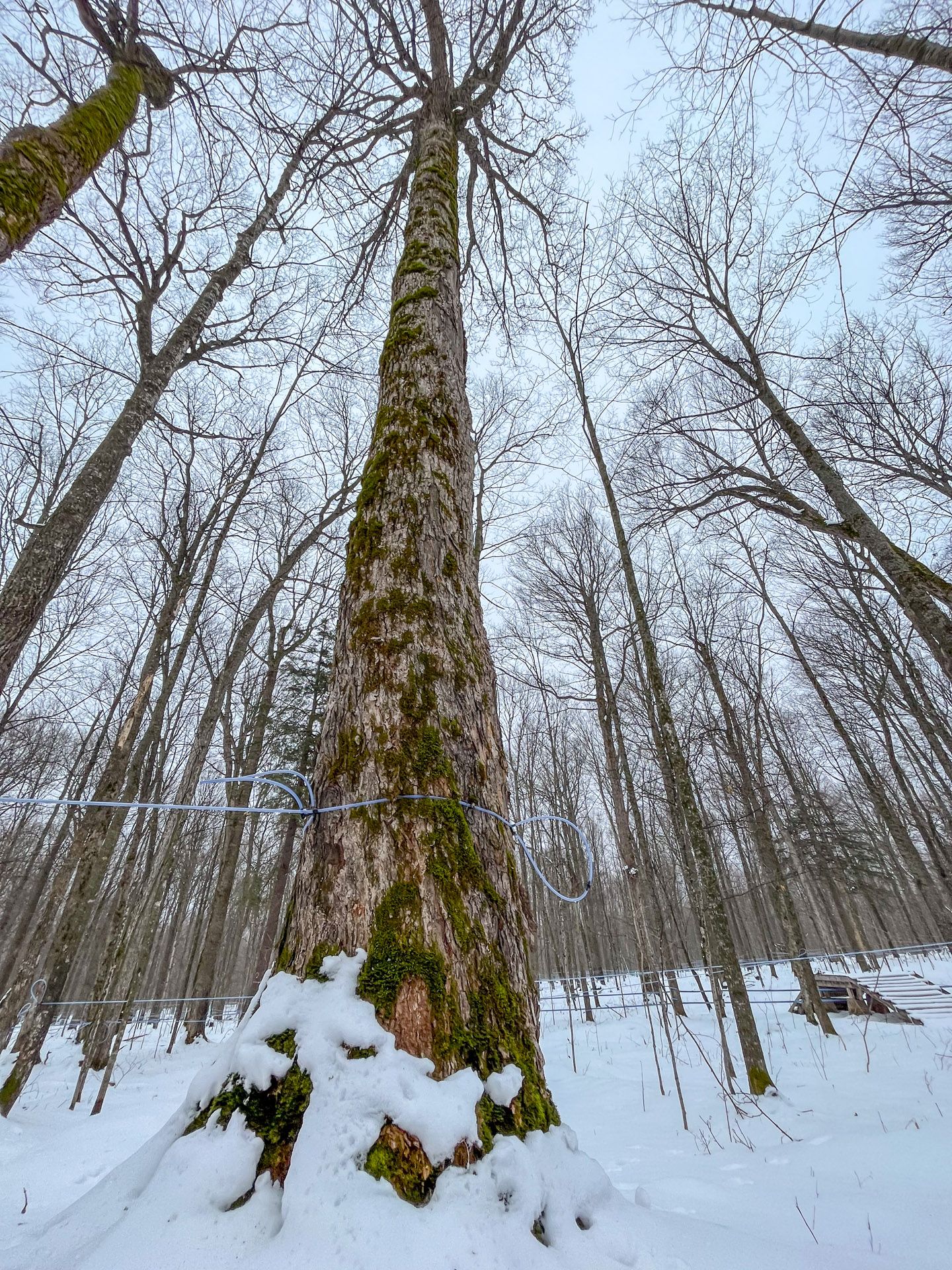 Sugar Maple Tree In Winter